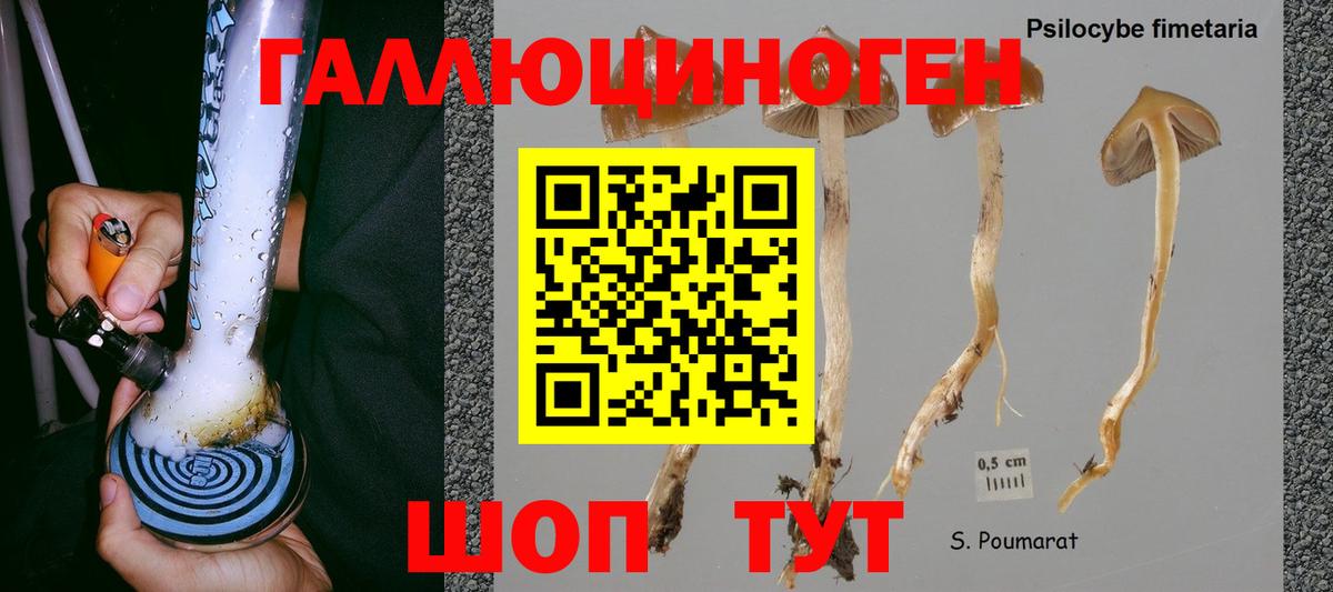 Псилоцибиновые грибы Psilocybine cubensis Ейск